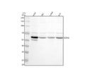 Anti-Sestrin 2/SESN2 Antibody Picoband®