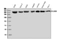 Anti-Filamin B/FLNB Antibody Picoband®