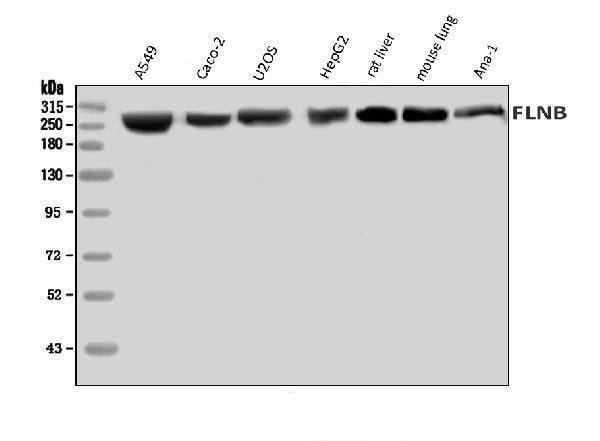 Anti-Filamin B/FLNB Antibody Picoband®