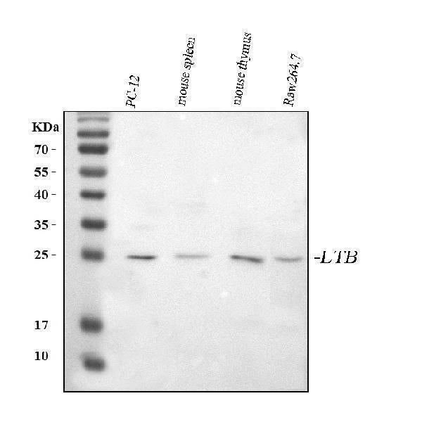 Anti-Ltb Antibody Picoband®