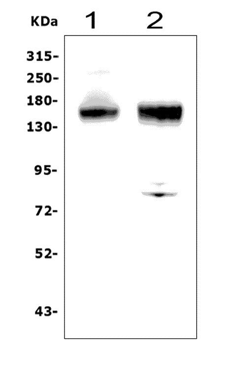 Anti-CD13/ANPEP Picoband® Antibody