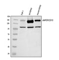 Anti-CD13/Anpep Picoband® Antibody
