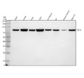 Anti-HEB/TCF12 Antibody Picoband®