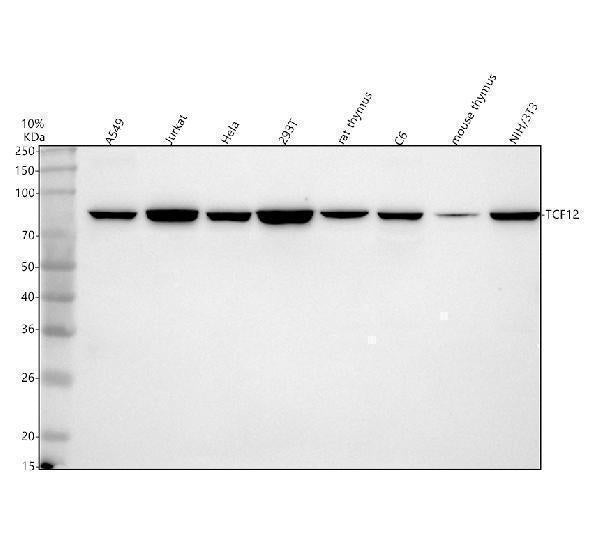 Anti-HEB/TCF12 Antibody Picoband®