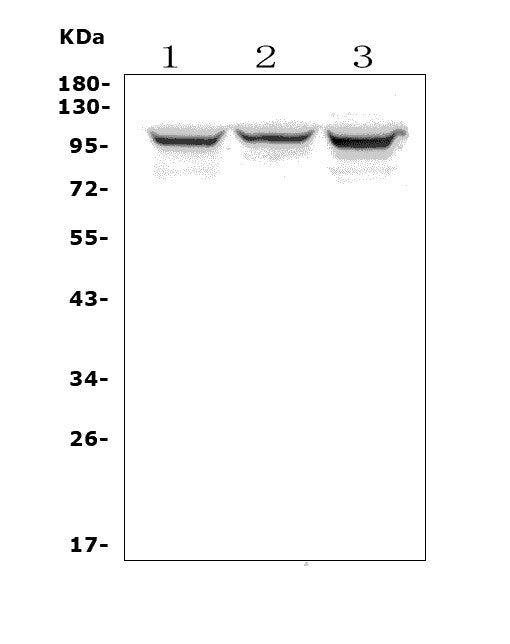 Anti-ADAM15 Antibody Picoband®