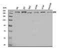 Anti-USP9X Antibody Picoband®