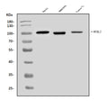 Anti-B MyB/MYBL2 Antibody Picoband®