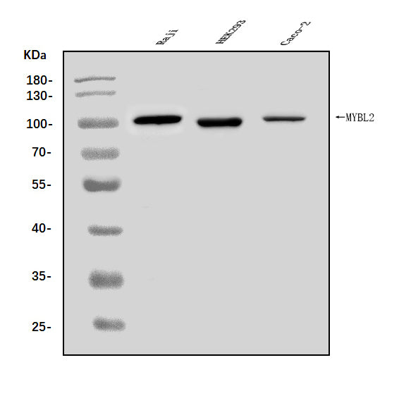 Anti-B MyB/MYBL2 Antibody Picoband®