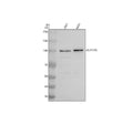 Anti-GUCY2D Antibody Picoband®