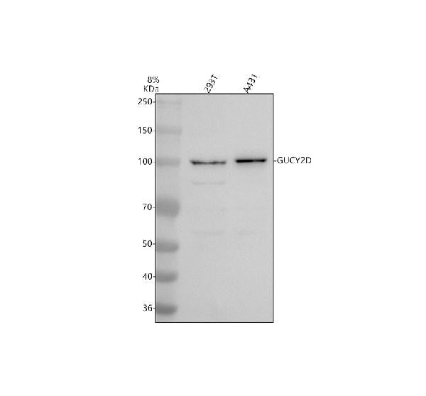 Anti-GUCY2D Antibody Picoband®