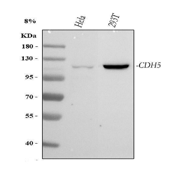 Anti-VE-Cadherin CDH5-Antibody Picoband®
