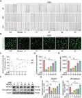 Anti-VE-Cadherin Cdh5-Antibody Picoband®