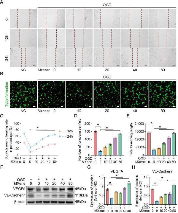Anti-VE-Cadherin Cdh5-Antibody Picoband®