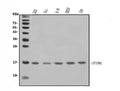 Anti-IFITM1 Antibody Picoband®