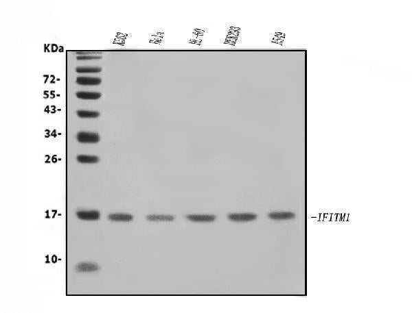 Anti-IFITM1 Antibody Picoband®
