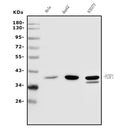 Anti-PCBP1 Antibody Picoband®