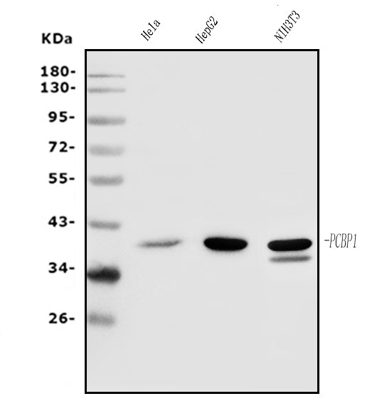 Anti-PCBP1 Antibody Picoband®