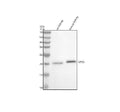 Anti-GPX3 Antibody Picoband®