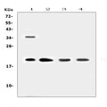 Anti-Dermatopontin/DPT Antibody Picoband®