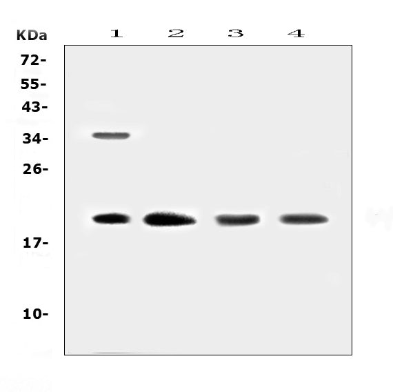 Anti-Dermatopontin/DPT Antibody Picoband®
