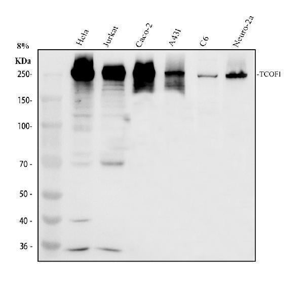 Anti-TCOF1 Antibody Picoband®