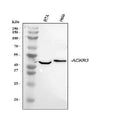 Anti-GPCR RDC1/CXCR-7/ACKR3 Antibody Picoband®
