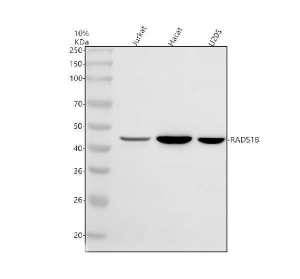 Anti-RAD51L1/RAD51B Antibody Picoband®