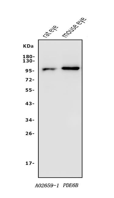 Anti-PDE6 beta/PDE6B Antibody Picoband®