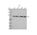 Anti-BRIT1/MCPH1 Antibody Picoband®