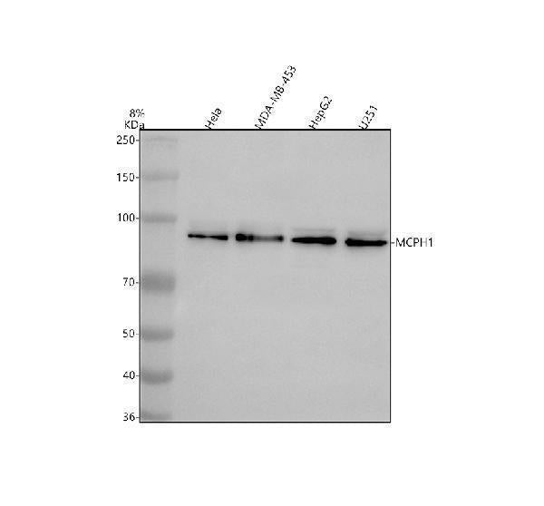 Anti-BRIT1/MCPH1 Antibody Picoband®