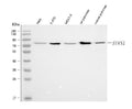 Anti-HRD1/SYVN1 Antibody Picoband®