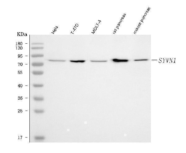 Anti-HRD1/SYVN1 Antibody Picoband®