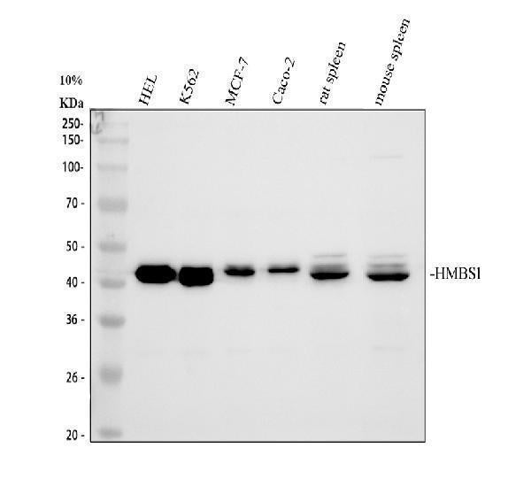 Anti-HMBS Antibody Picoband®