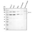 Anti-MUC13 Antibody Picoband®