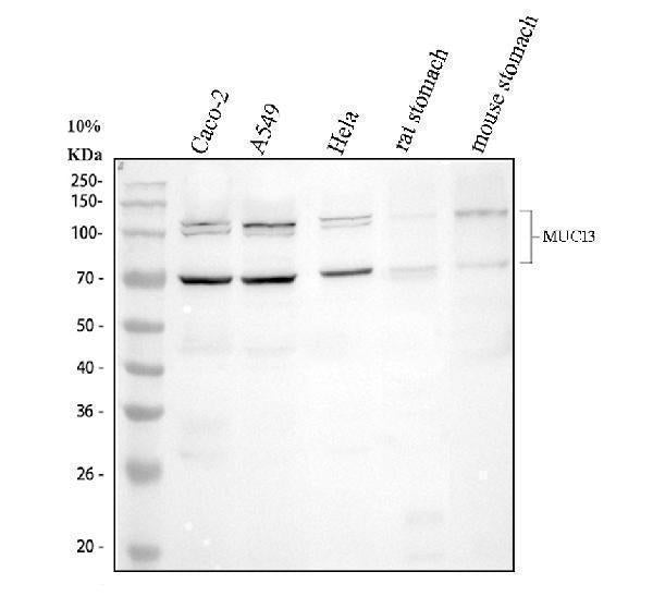 Anti-MUC13 Antibody Picoband®