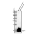 Anti-BCA1/CXCL13 Antibody Picoband®