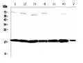Anti-HE4/Wfdc2 Antibody Picoband®