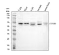 Anti-CYP26B1 Antibody Picoband®