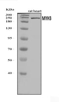 Anti-heavy chain Myosin/Myh3 Antibody Picoband®