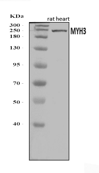 Anti-heavy chain Myosin/Myh3 Antibody Picoband®