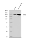 Anti-heavy chain Myosin/MYH3 Antibody Picoband®