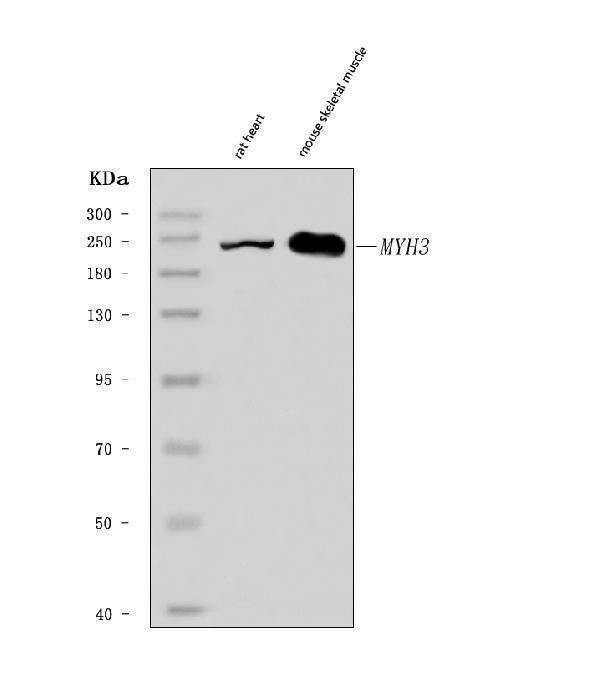 Anti-heavy chain Myosin/MYH3 Antibody Picoband®