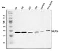 Anti-PC4/SUB1 Antibody Picoband®