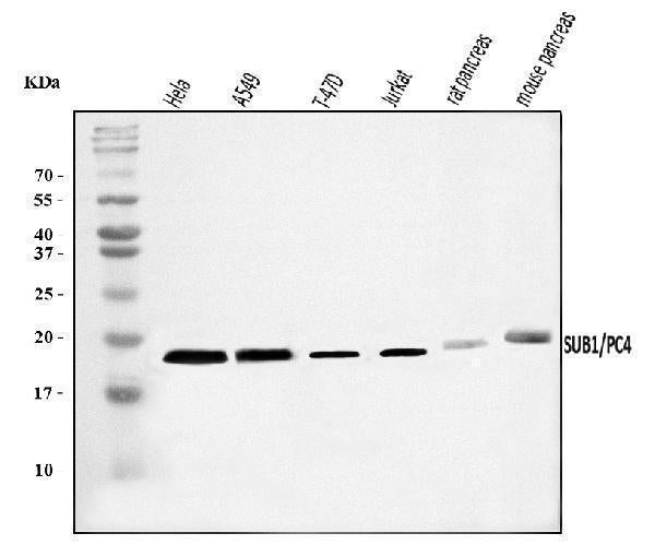 Anti-PC4/SUB1 Antibody Picoband®
