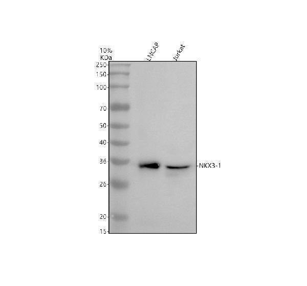 Anti-NKX3-1 Antibody Picoband®