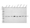 Anti-NKX3-1 Antibody Picoband®