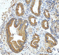 Anti-INF2 Antibody Picoband®