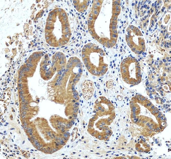 Anti-INF2 Antibody Picoband®