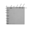 Anti-PLXNB1 Antibody Picoband®