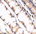 Anti-PDE4A Antibody
